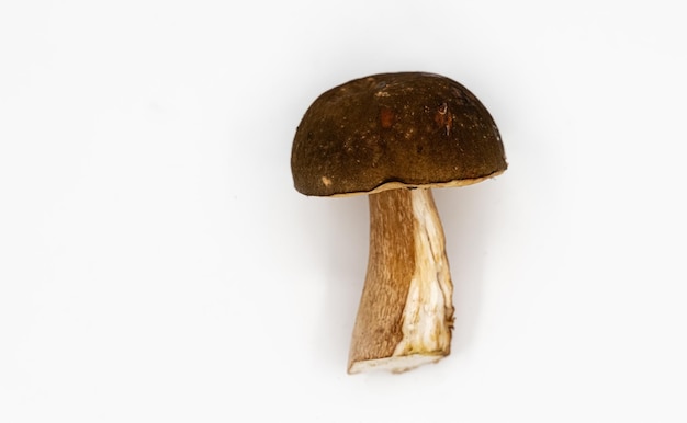 Beautiful fresh porcini mushrooms on white background isolated season healthy food