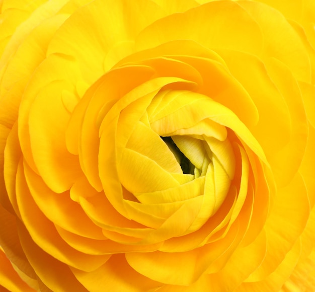 Beautiful fresh ranunculus flower on white background closeup