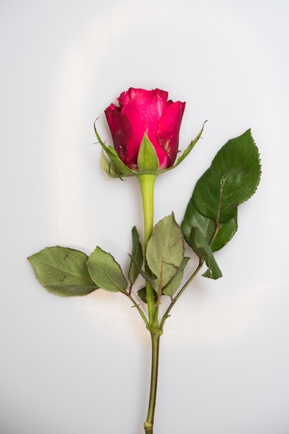 Beautiful fresh red rose isolated on white background