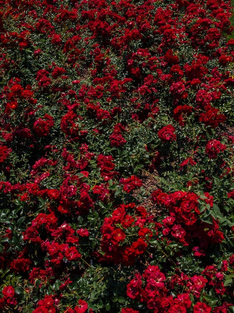 Beautiful fresh red roses as a spring backgroundxAxA