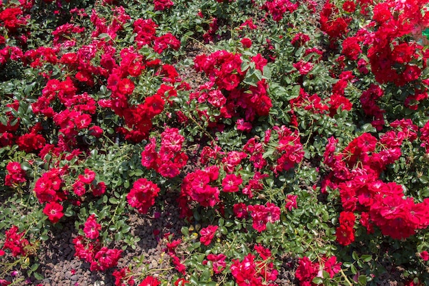 Beautiful fresh roses as a spring backgroundxAxA