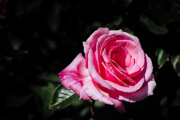 Beautiful fresh roses in close up view