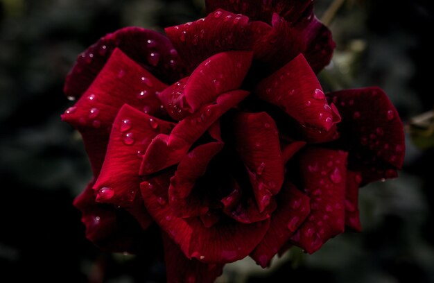 Beautiful fresh roses in close up view