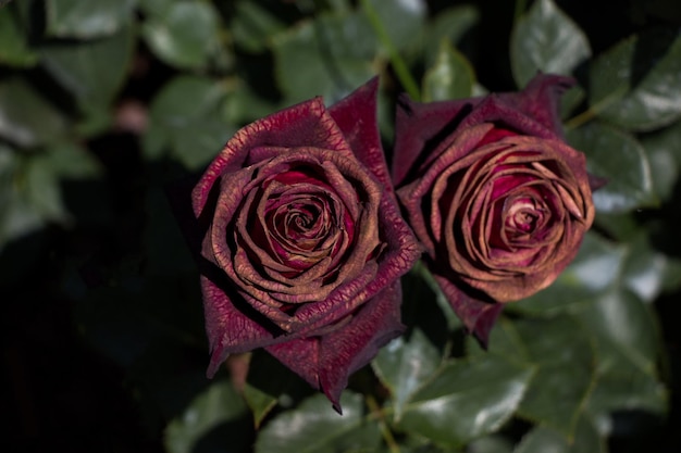 Beautiful fresh roses in in the gardenxAxA