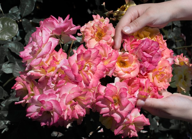 Beautiful fresh roses in hand