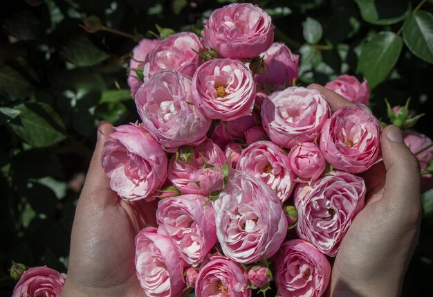 Beautiful fresh roses in hand