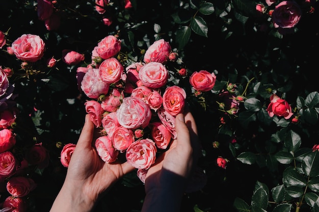 Beautiful fresh roses in hand