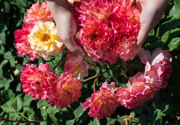 Beautiful fresh roses in hand