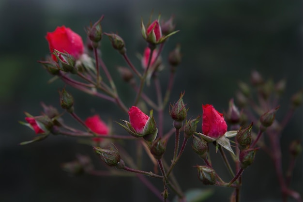 Beautiful fresh roses in nature. Natural background, large inflorescence of roses on a garden bush.