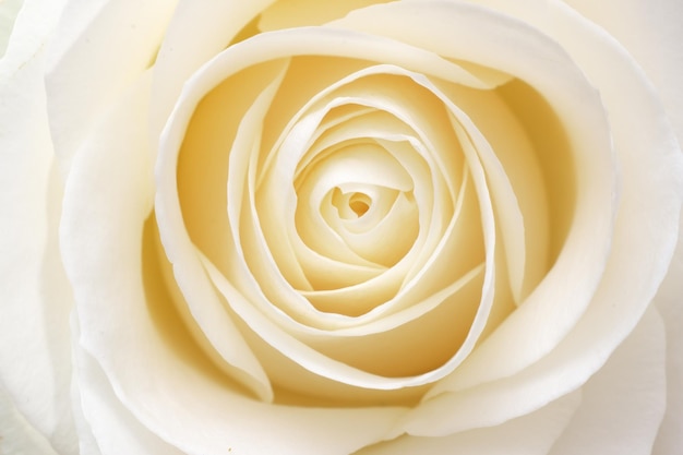 Beautiful fresh white rose