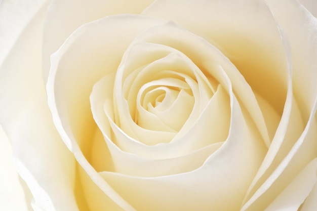 Beautiful fresh white rose