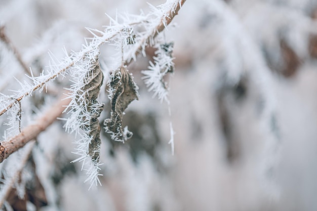 Beautiful frosty winter leaves on blurred nature background close up Abstract nature macro