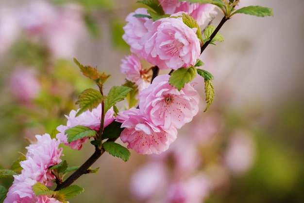 Beautiful fruit blossom in spring outdoors