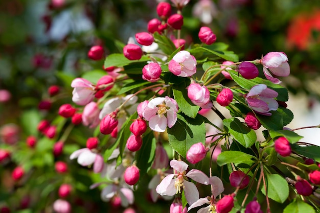 Beautiful fruit tree blooming with red flowers