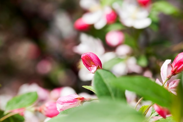 Beautiful fruit tree blooming with red flowers