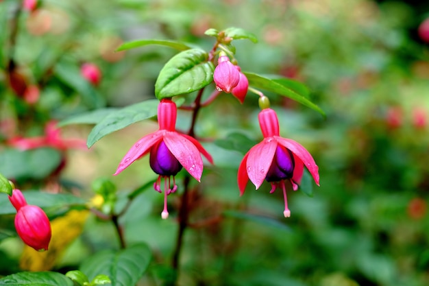 Beautiful Fuchsia flowers at Doi Inthanon, Chiang Mai, Thailand