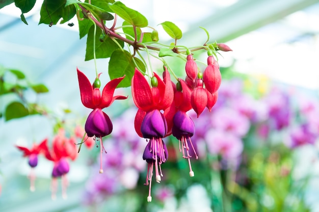 beautiful fuchsia flowers in garden 