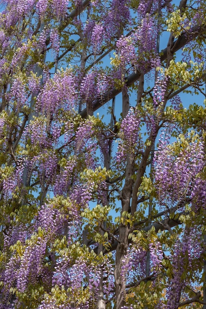 Photo beautiful full bloom of purple pink wisteria blossom trees trellis flowers in springtime sunny day