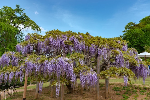 Beautiful full bloom of Purple pink Wisteria blossom trees trellis flowers in springtime sunny day