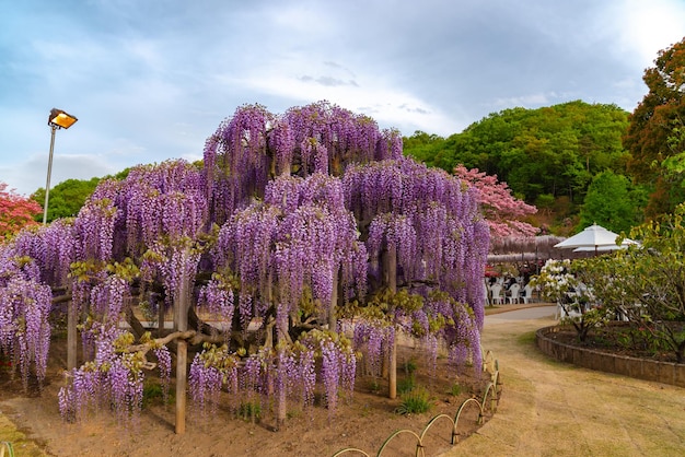 Beautiful full bloom of Purple pink Wisteria blossom trees trellis flowers in springtime sunny day