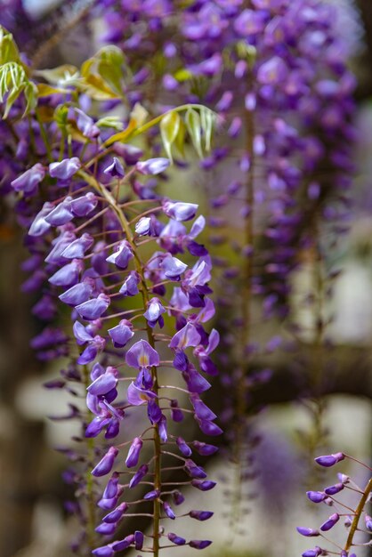 Beautiful full bloom of Purple pink Wisteria blossom trees trellis flowers in springtime sunny day