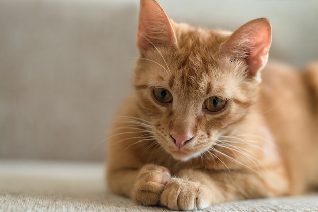 Beautiful funny ginger tabby cat lies on a sofa