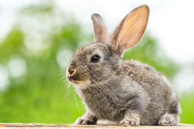 Photo beautiful funny grey rabbit on a natural green background