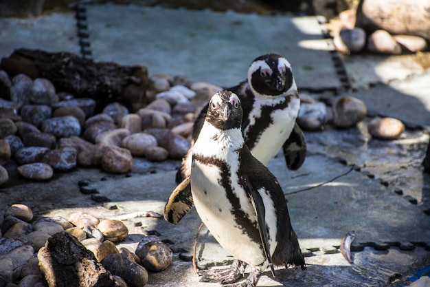 beautiful and funny penguin sun in a peer group