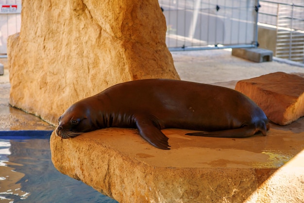 beautiful fur seal, seal swims in the pool