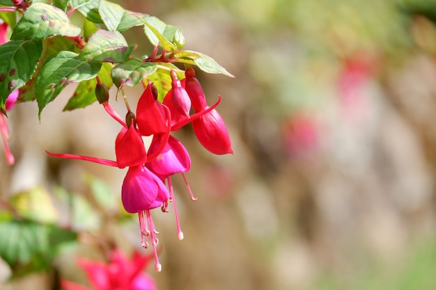 Beautiful fushia flowers closeup in the garden