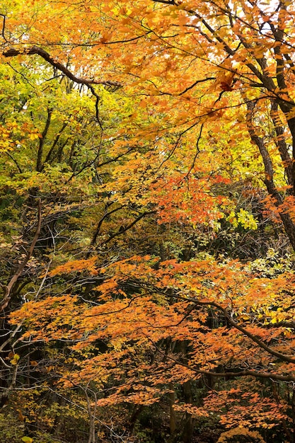 Beautiful garden in autumn season