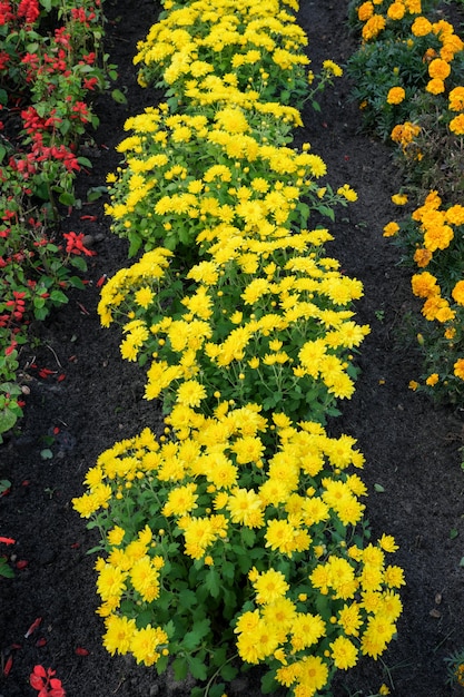 Beautiful garden blooming chrysanthemum flowers close-up on a sunny autumn day macro photography