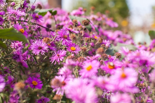 Beautiful garden flowers Purple pink red cosmos flowers in the garden spring flowers