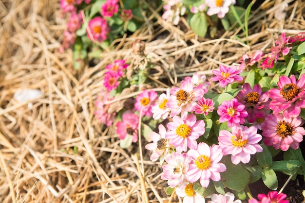 beautiful garden flowers