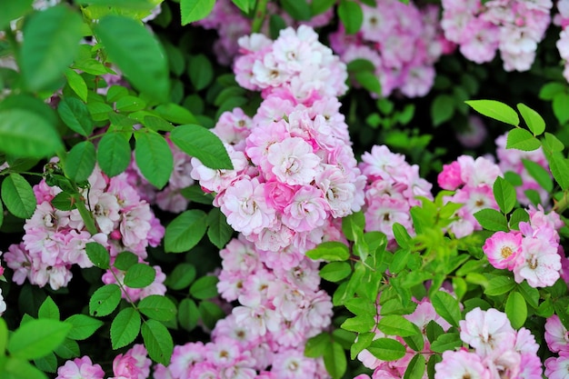 Beautiful garden roses