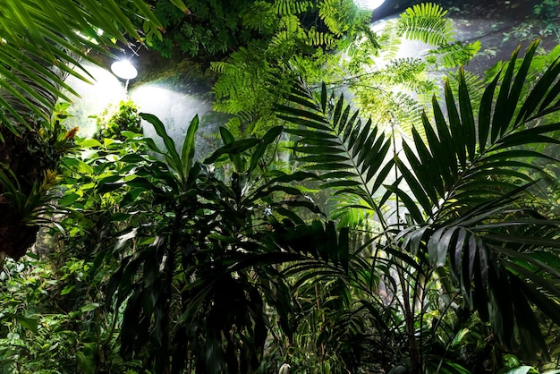 Beautiful garden with ferns and tropical plants selective focus High quality photo