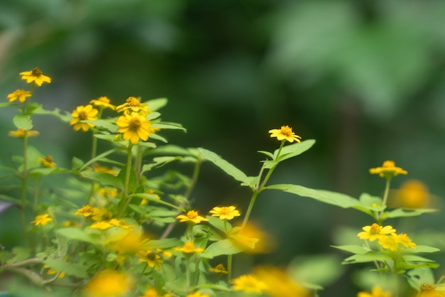 Beautiful garden with yellow flowers