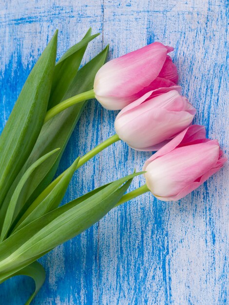 Beautiful gentle tulips on white blue wooden background