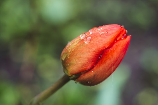 Beautiful gentle unopened pink tulip, covered with raindrops close-up in vintage