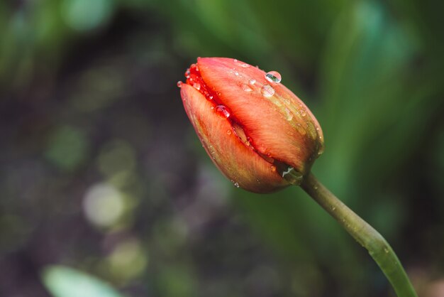 Beautiful gentle unopened pink tulip