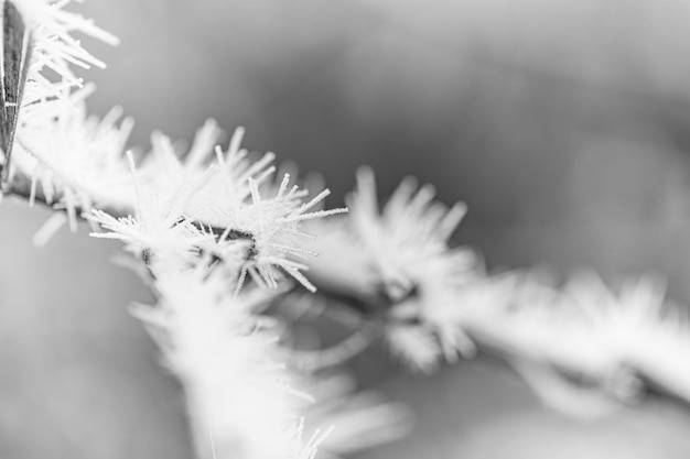 Beautiful gentle winter closeup Frozen plant on natural snowy background winter season cold frost