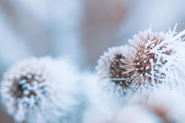 Beautiful gentle winter closeup Frozen plant on natural snowy background winter season cold frost