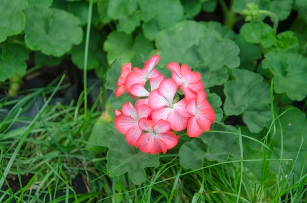 Beautiful geranium flower