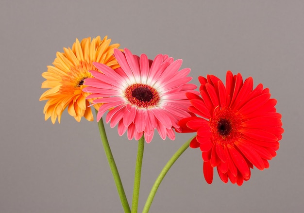 Beautiful Gerber flowers on grey background