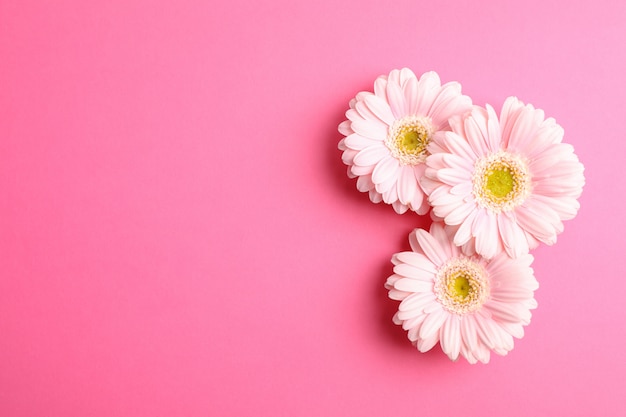 Beautiful gerbera flowers on color background, space for text