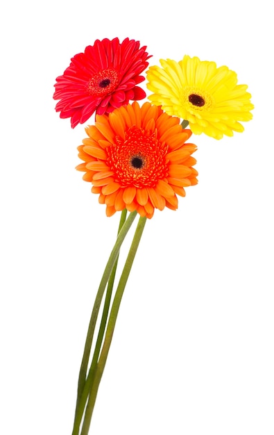 Beautiful gerbera flowers isolated on white. flower bouquet background