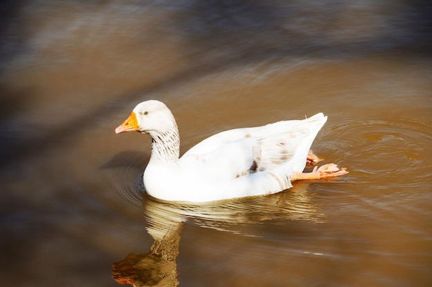 Beautiful German Goose swimming in sunny day