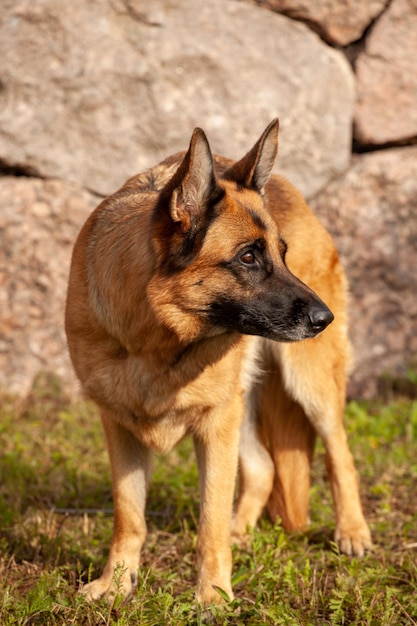 Beautiful german shepherd in nature in summer