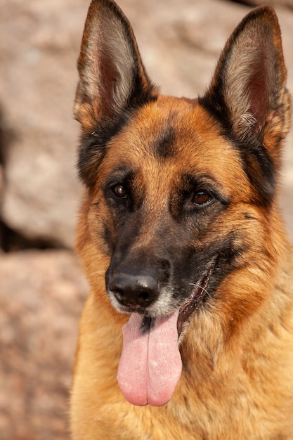 Beautiful german shepherd in nature in summer