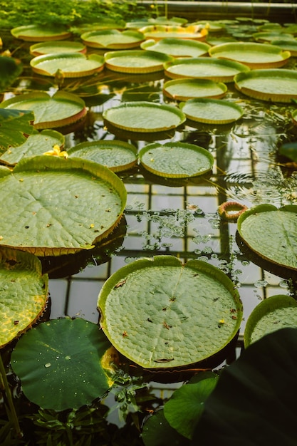 Beautiful giant water plants Top view of Victoria cruziana aquatic plant also known as Irupe large round floating leaves growing in the pond in the garden